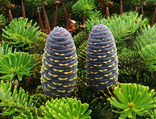 25 Semi di Abete Coreano (Abies Koreana)