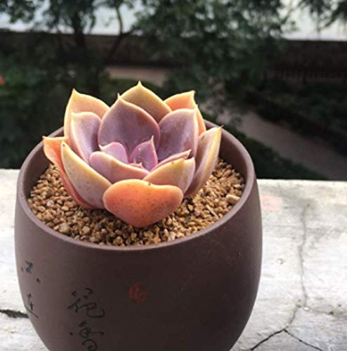 SEMI DI GERMINAZIONE: Echeveria Perle von Nurnberg Sukkulenten Leben seltene Topfblumengeschenk