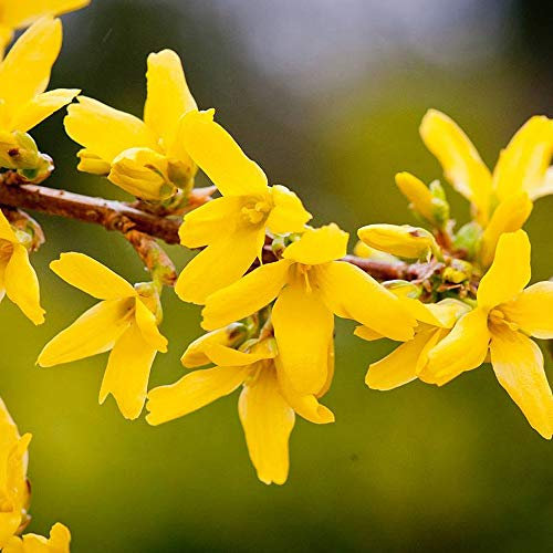 Dwarf Forsythia Mini Gold Hardy Shrub Golden-Yellow Star-Shaped Flowers Perfect for Large Pots and Containers Forsythia Mini Gold (Dwarf) 1 x 9cm Pot by Thompson and Morgan