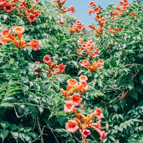 semillas de enredadera de trompeta, trepadora resistente, Perenne variedades tradicionales interior balcón jardín 30pcs