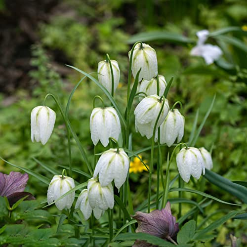 tuberi corona imperiale - fritillaria da appartamento forniture da giardino corone imperiali decorazione soggiorno in vaso, di selvatici, 2bulbi