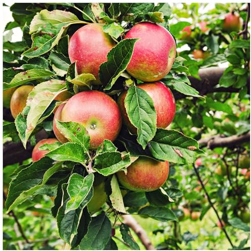 Beauty of Bath Apple Tree 4-5ft,Bare Root, Ready to Fruit Mild,Sharp & Sweet Tasting 3fatpigs®