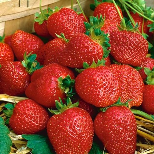 10 STÜCK Pflanzen Erdbeere 'Honeoye' Fragaria ananassa - sehr früh - Dessert Erdbeere - Erdbeeren pflanzen mehrjährig - Erdbeeren pflanzen winterhart - sehr ertragreich