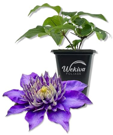 Clematis Multi Blue - Live Starter Plant in a 2 Inch Growers Pot - Starter Plants Ready for The Garden - Rare Clematis for Collectors