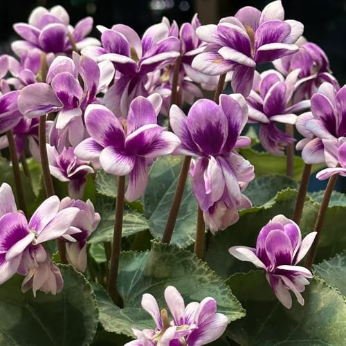 alpenveilchen freiland - cyclamen - zierblumen blumendeko, schattenpflanzen alpenveilchen schnittblumen, balkon seltene, wohnzimmer deko 15samen