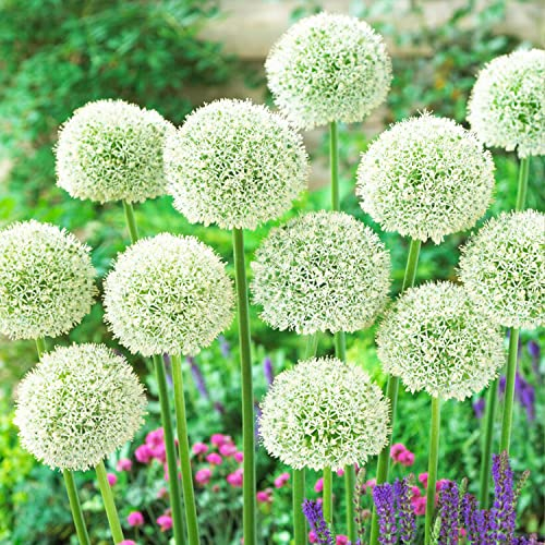 Allium White Giant (paquete de 5 bulbos), gigante ornamental Riesen Zierlauch Giganteum, perenne, bulbos de flores fragantes y resistente al invierno de Holanda para jardín, maceta, no artificiales).