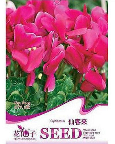 Portal Cool Paquete de se as: RARA Cyclamen Persicum de se as Se as jardín de Flores ~ 1 Pack 5 Se as ~:Seeds Only