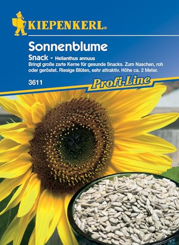 Helianthus annuus Sonnenblume Snack essbare Kerne