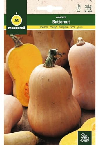Mascarell Semillas, CALABAZA, Semillas Huerto, CALABAZA BUTTERNUT, Crea tu Propio Huerto Urbano y Cultivo en Casa, Plantas Hortícolas, 3 Gramos