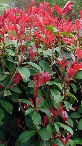Photinia Red Robin nana 19