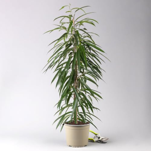 Ficus binnendijkii 'Alii', Topf-Ø 21 cm, Höhe ca. 100 cm