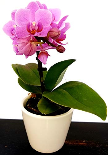 POWERS TO FLOWERS - ORCHIDEA PHALAENOPSIS FUCSIA IN VASO CERAMICA BIANCO, Orchidea Falenopsis, Pianta Vera