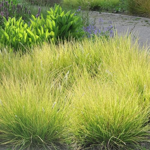 Herbstkopf Blaugras (Sesleria autumnalis) 1L - Anspruchslos und sehr resistent