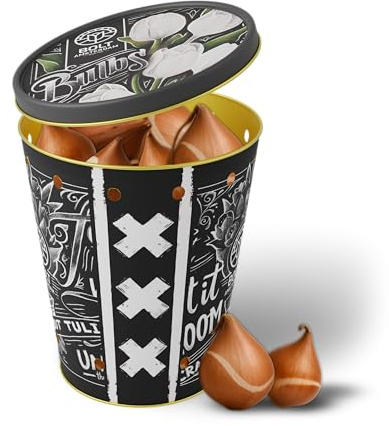 15 bulbi di tulipano WHITE REBEL in un secchio – Tulipani bianchi – Nuovo raccolto – Bulbi da fiore olandesi di qualità – BOLT Amsterdam (1 pack)
