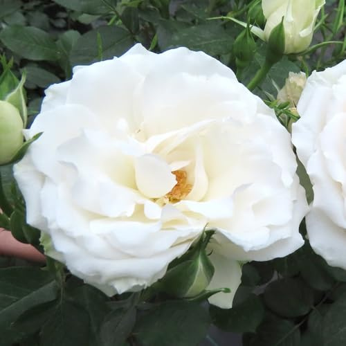 YouGarden Harkness Rose 'Your Wedding Day' ™, Established Rose in 4 Litre Pot, A Great Wedding Gift, Ready to Plant and Display