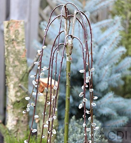 Salix caprea 'Pendula' Hochstamm 80–100 cm – Winterhart, Mehrjährig, Pflegeleicht – Hängende Kätzchenweide – Ziergehölz für Kübel & Garten