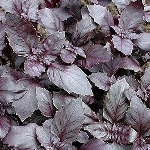 BASILICO ROSSO DARK OPAL NR.1000 SEMI