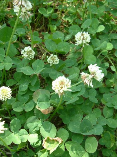 graines de trèfle Blanc à semer pour Tortues, Poule, Lapin, Abeilles et Animal herbivores ou Jardin 90 grammes