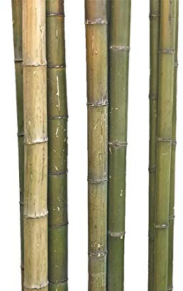 1 canna di bambù Moso da 180 cm, verde naturale a giallo marrone, con diametro di circa 6-7 cm, asta di bambù naturale non trattata, 1,8 m