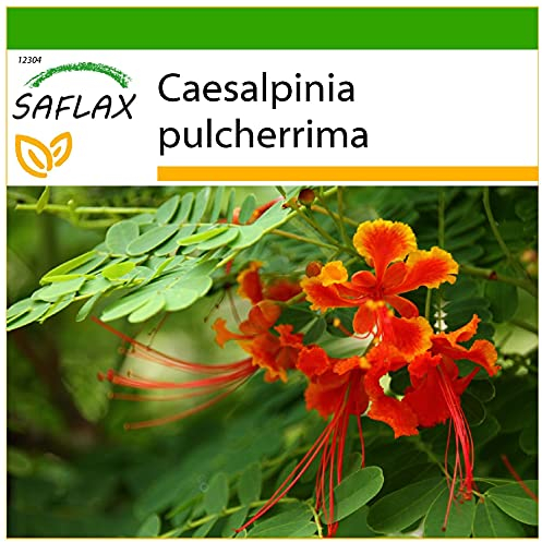 SAFLAX - Pequeño flamboyan - 10 semillas - Con sustrato estéril para cultivo - Caesalpinia pulcherrima