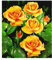 BALDUR Garten Duftend Edelrosen 'Maja Oetker®', 1 Pflanze, winterhart, mehrjährig, blühend, Schnittblume, Schnittrose, Rosa Hybride, Edelrose, Strauchrose