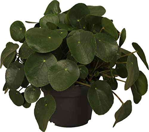 DECOALIVE Planta China del Dinero PREMIUM Planta Natural para Decorar el Hogar