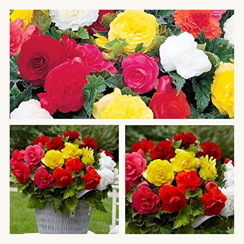 Double Begonia Mixed x 10 Flower Corms. Stunning Double Summer Blooms. Easy to Grow