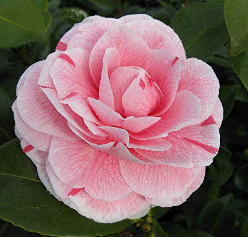 Camellia jap. ‘Bonomiana’ Pink Hardy Shrub 9cm Pot x 1 by Thompson & Morgan (1)