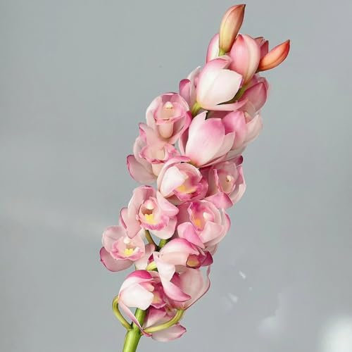 cymbidium orchidee samen - blumenwiesensaat, winterharte stauden dauerblüher orchideen samen steingarten pflanzen, pflanzen für balkon flower seeds, samen zimmerpflanzen, 550pcs