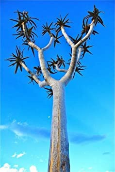 5 dichotoma Semi Rare Baobab Agave Namibia Seed No Huernia:Seeds:packing seeds only