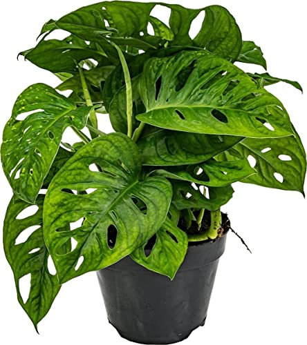 Monstera Adansonii | DECOALIVE | Planta Natural de Interior | Planta Viva para Decorar el Hogar