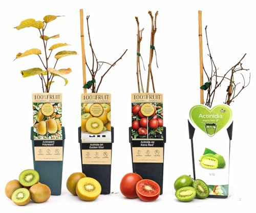 POWERS TO FLOWERS -POKER DI KIWI - HAYWARD, KIWI GIALLO, KIWI ROSSO (KENS'RED) ISSAI, VARIETA' AUTOFERTILI, piante vere