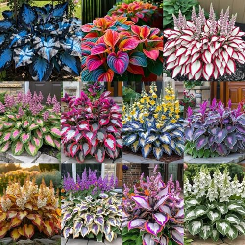 Funkien Rhizoms-Schattentolerante Premium-Stauden Gartenprojekte-3 Rhizoms-G