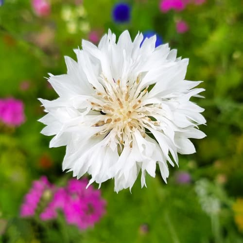 fiordaliso - rampicanti biologiche primaverili selvatici balcone 100semi