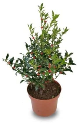 Verdecora Acebo | Holly Tree | Arbusto de navidad | Frutos de invierno | Planta natural de exterior con frutos rojos (Maceta 3L)