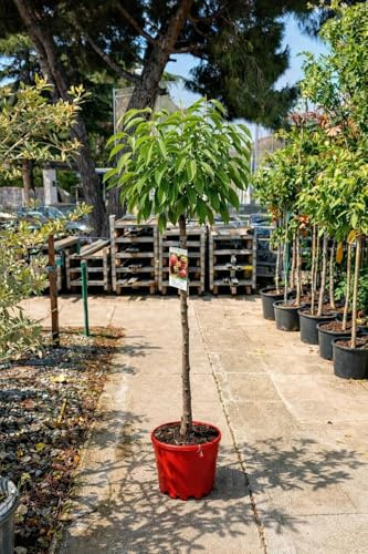 Cerezo Picota - Prunus avium en maceta de 10 litros y altura de 140cm mínimo