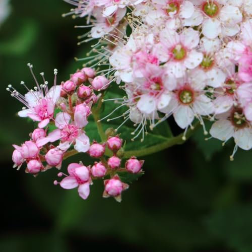 Spiraea Japonica 'Little Princess' – Compact Mound Forming Shrub with Pink Summer Flowers, Ideal for Pollinators and Sunny Gardens - 1x 9cm Potted Plants by Thompson & Morgan