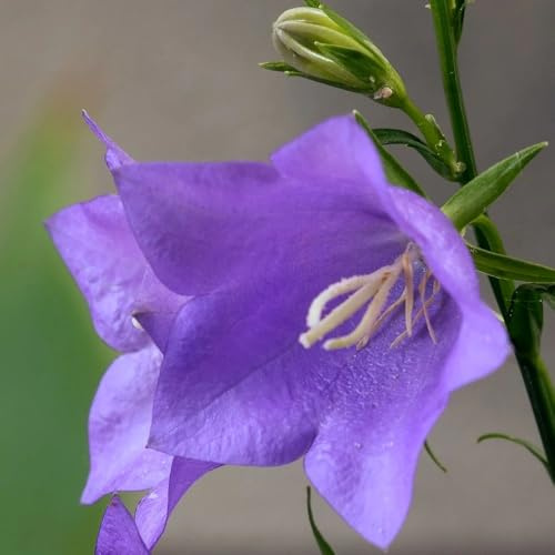 Plant Theory 9cm Pot Campanula Persicifolia Peach-Leaved Bellflower Perennial