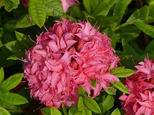 Sommergrüne Azalee Homebush - Rhododendron luteum Homebush - 40-50cm