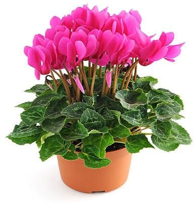 100 graines de fleurs de cyclamen rose