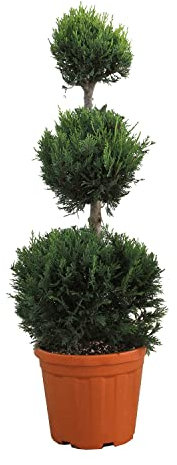 KENTIS - Cupressocyparis Leylandii - Cipresso a 3 Palle - Piante Vere da Esterno Giardino Balcone - H 90/110 cm Vaso Ø 24 cm