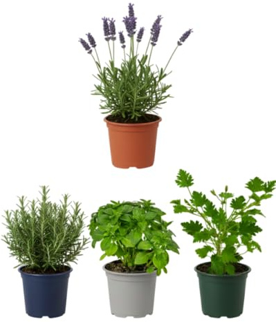 Pack Ambiente Fresco de 4 Plantas Aromáticas Vivas DECOALIVE – Geranio Citronela, Lavanda, Romero y Albahaca Estrecha