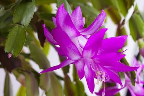 Purple Christmas Cactus Plant - Zygocactus, 4 Pot