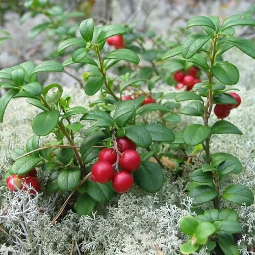 wildepreiselbeeren - balkon gartenpflanzen obstbaum winterharte kübelpflanzen säulenobst winterhart balkon topfpflanzen draußen winterhart säulenobstbäume 500samen