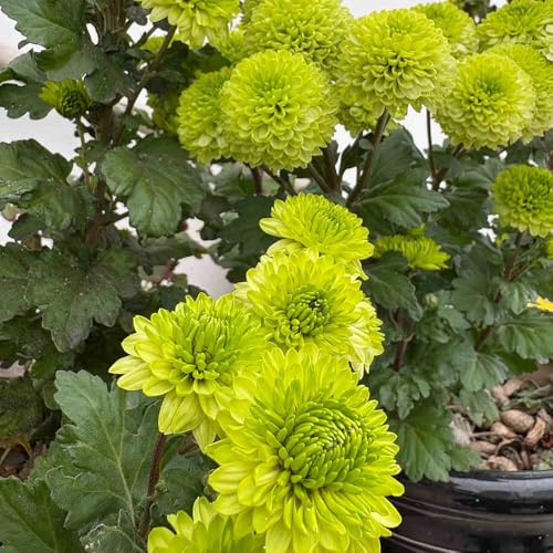 semillas de crisantemo, jardín balcón resistentes perennes 250pcs