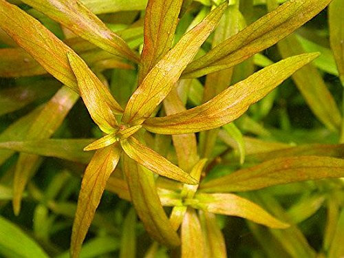 Ludwigia Brevipes x1 Bunch - Plantas naturales para acuarios