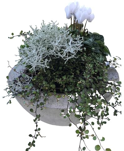 Beton Pflanzschale, Schale, Pflanzgefäß, Betontopf, Topf, breiter Rand