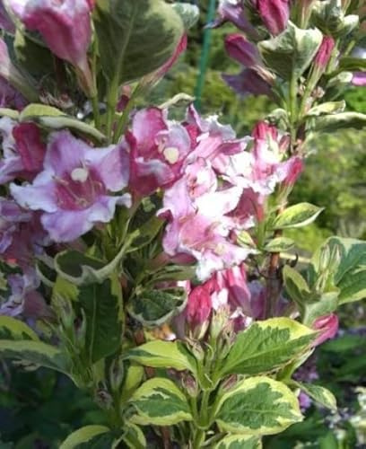 Weigela florida Nana Variegata - Buntblättrige Weigelie 40-60