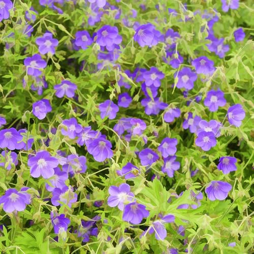 Hardy Geranium 'Brookside' - Intensely Blue Flowers, RHS AGM Winner 1 Litre Pot x 1 by Thompson and Morgan