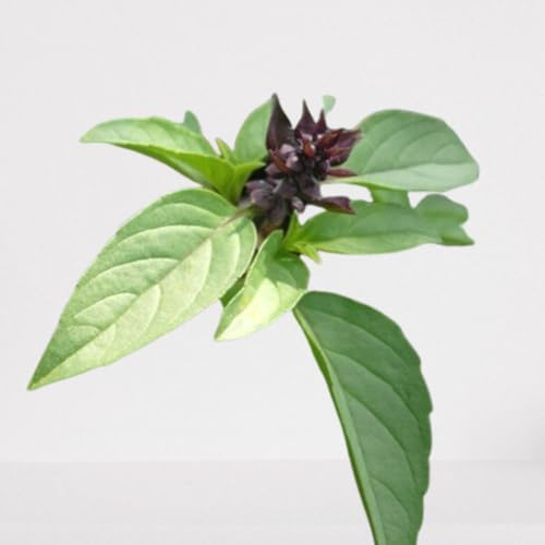 100 graines Aromatiques à semer - Le Grenier d'Abondance - BASILIC Réglisse - Ocimum basilicum